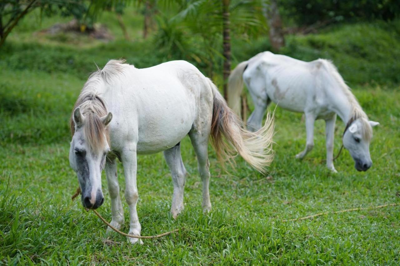 Carmel Tourism Village Kotamangalam Ngoại thất bức ảnh